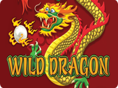 wild dragon