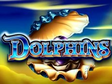 dolphins